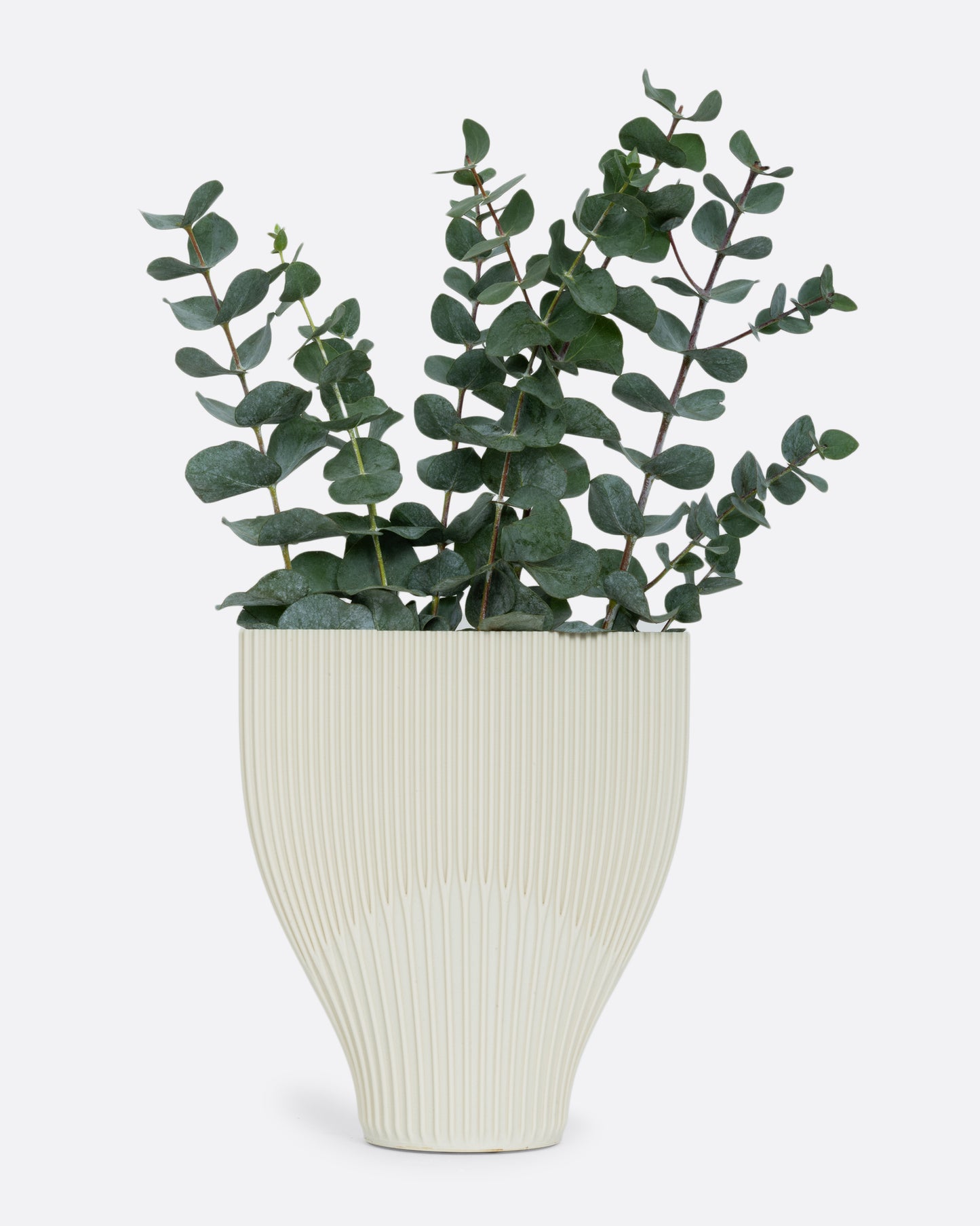 A ribbed cream 3D printed vase with a wide top and narrow base. Shown with eucalyptus in it from the front.