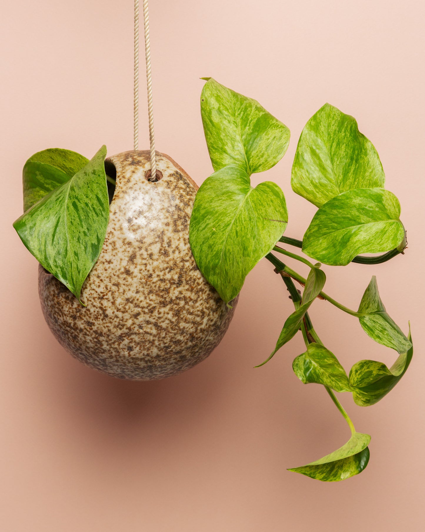 Egg Shaped Hanging Planter