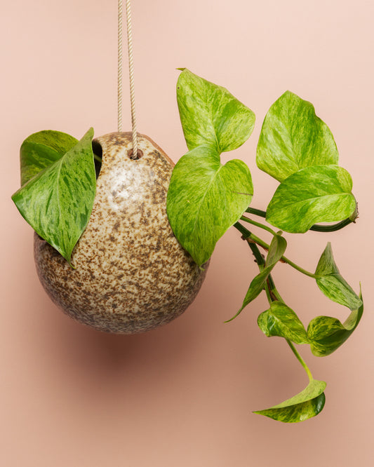 Egg Shaped Hanging Planter