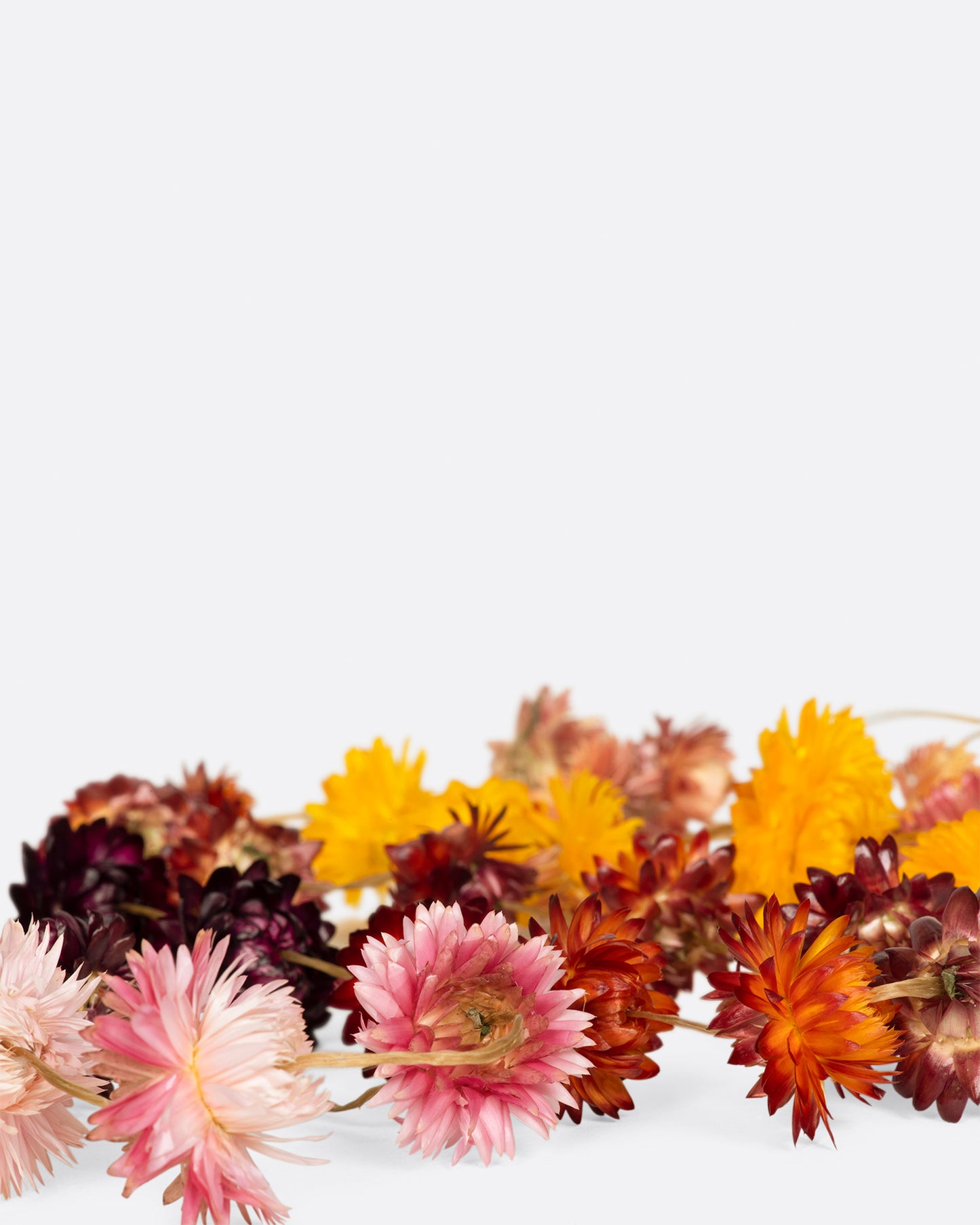These garlands are hand strung and knotted with homegrown strawflowers, sure to brighten any space.