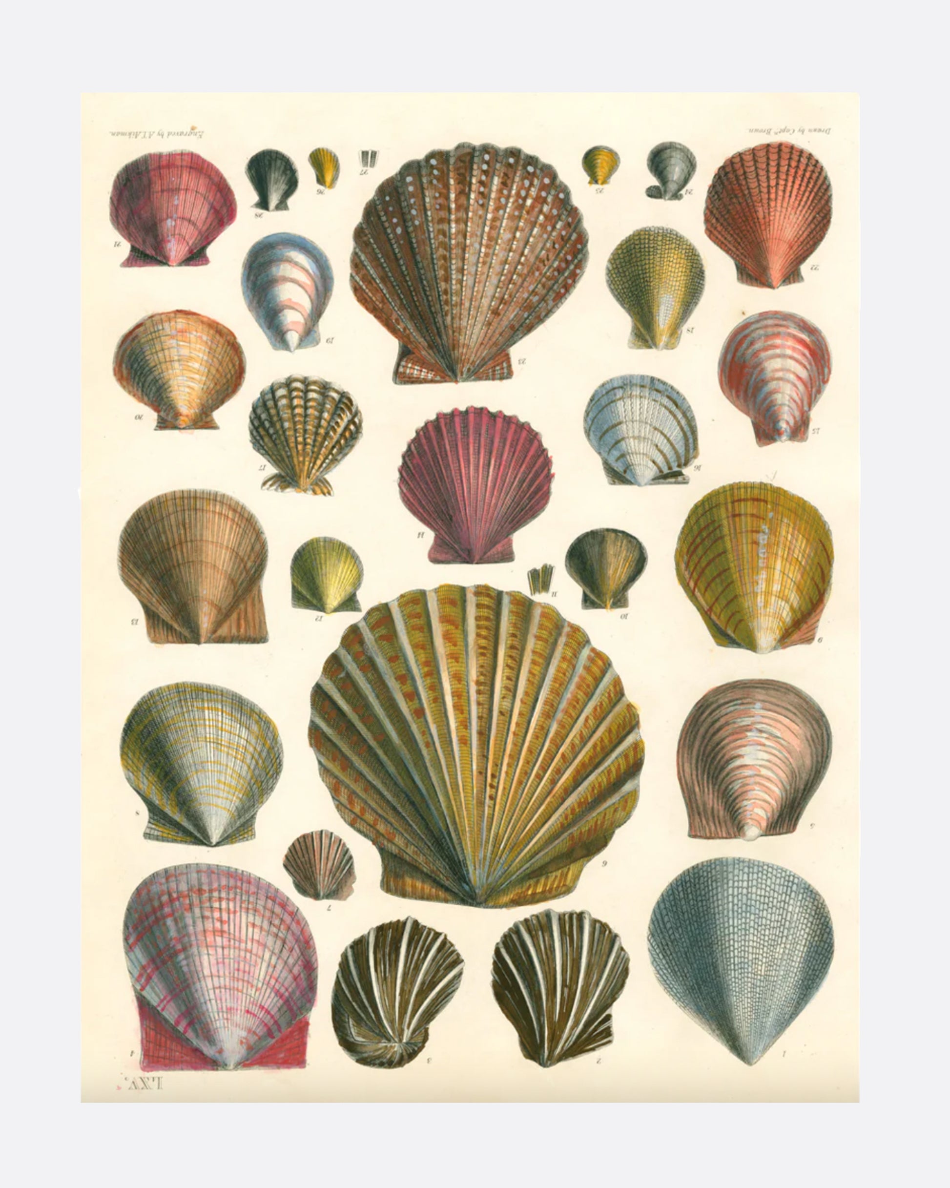 An example of seashell wrapping paper from John Derian's Gift Wrapping Paper & Gift Tags book.