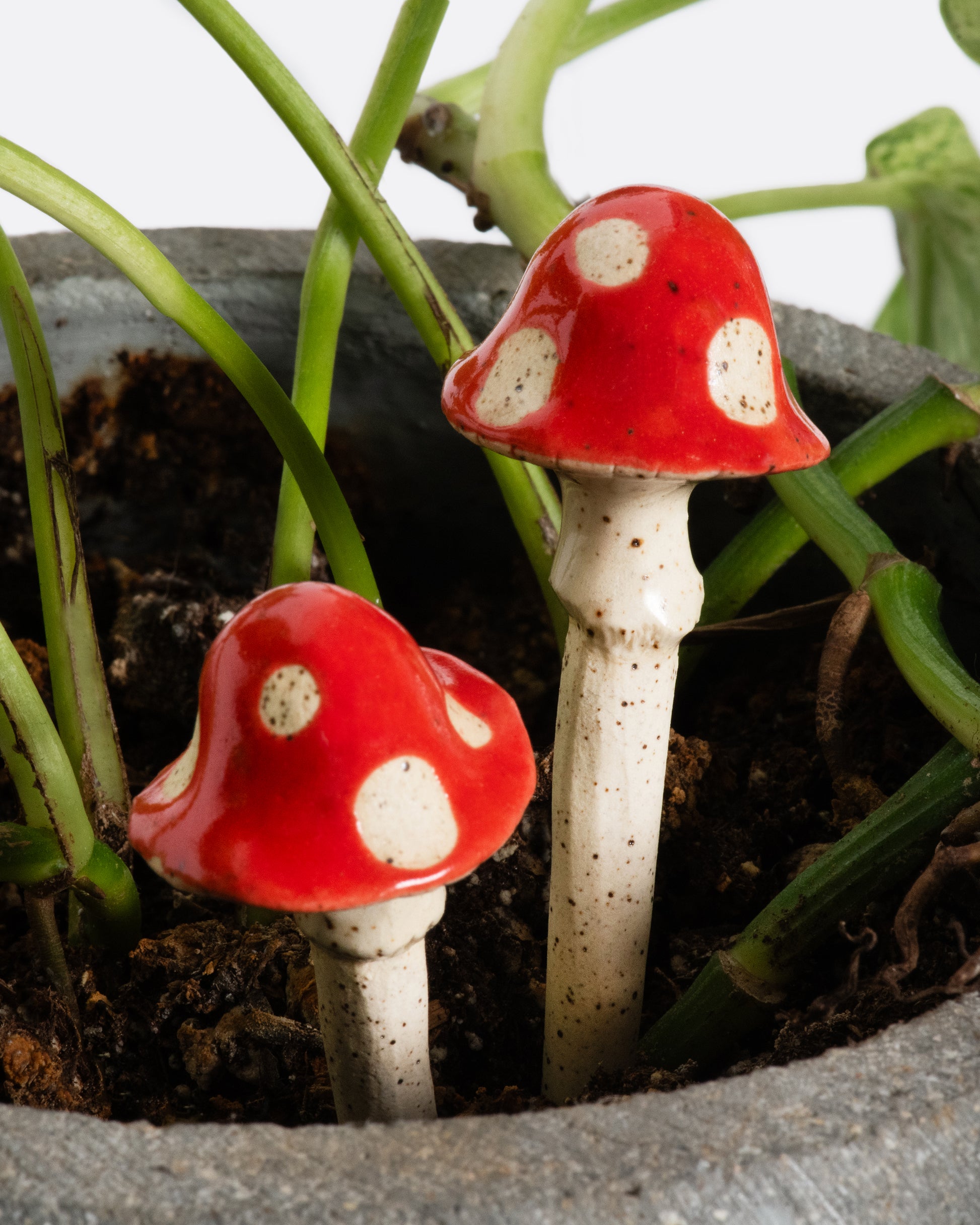 mushroom house plant Magic Mushroom Plant Sculpture