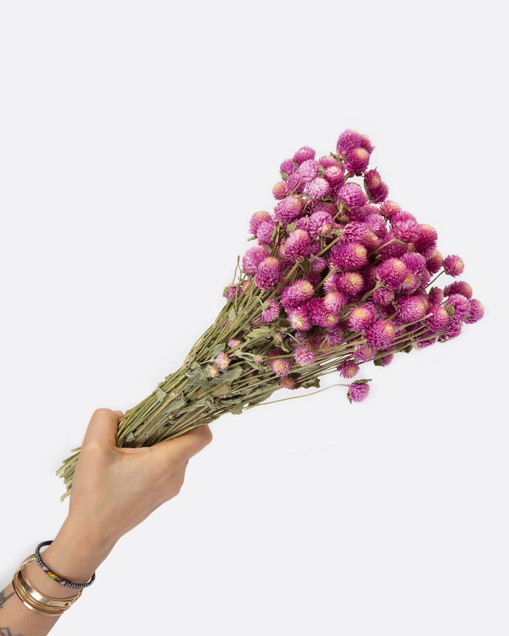 Hand holding bundle of dried bicolor pink globe amaranths.