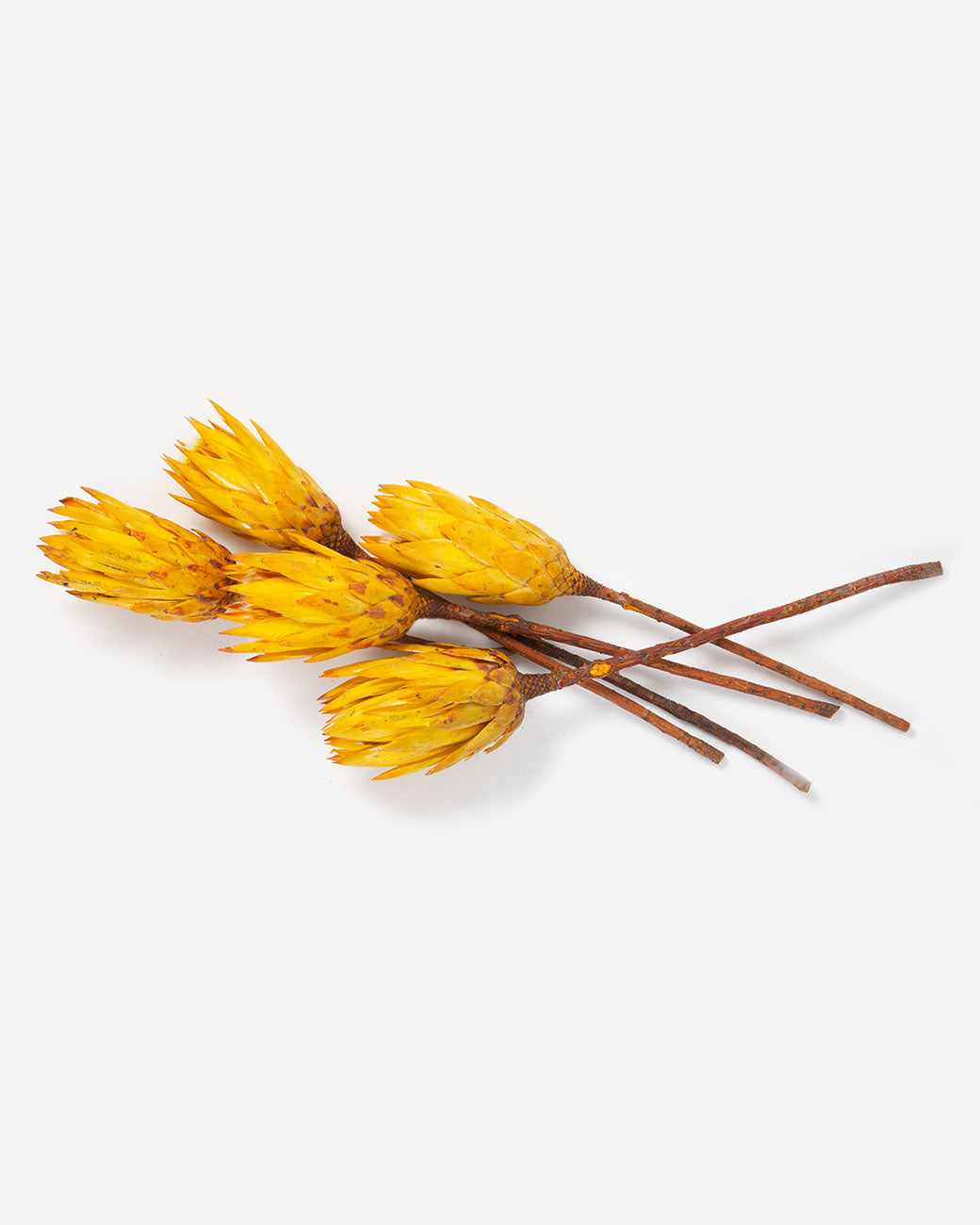 Loose bundle of dried yellow protea.