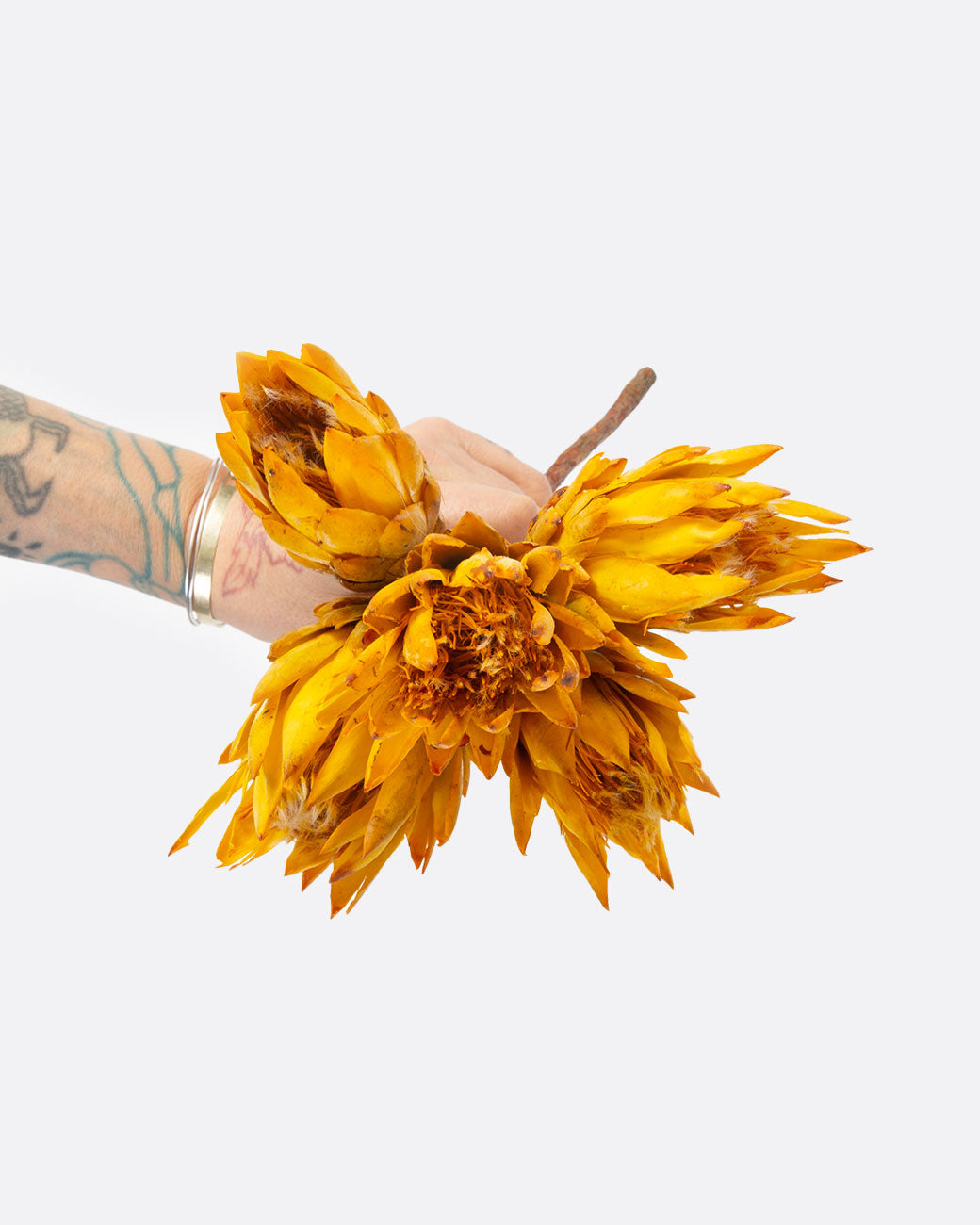 Hand holding bundle of dried yellow protea.