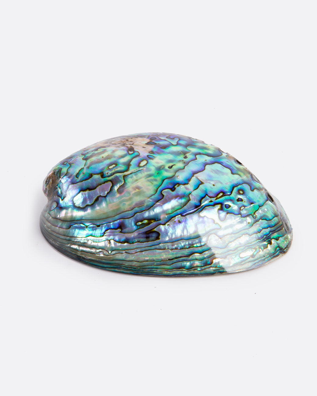 a colorful abalone shell with a glossy finish sits on a white surface.