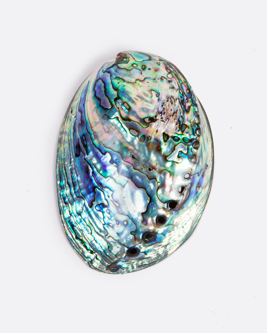 a colorful abalone shell with a glossy finish sits on a white surface.